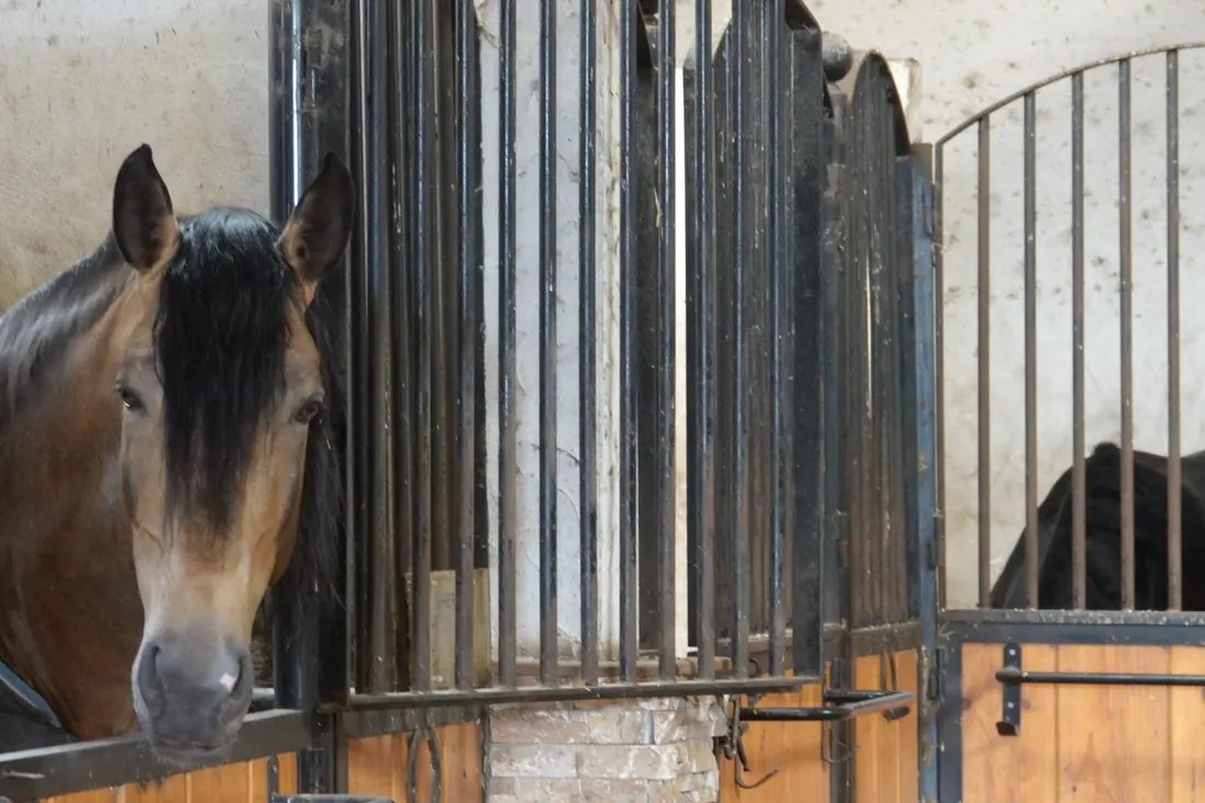 Caballo en su box en Finca El Pontarrón
