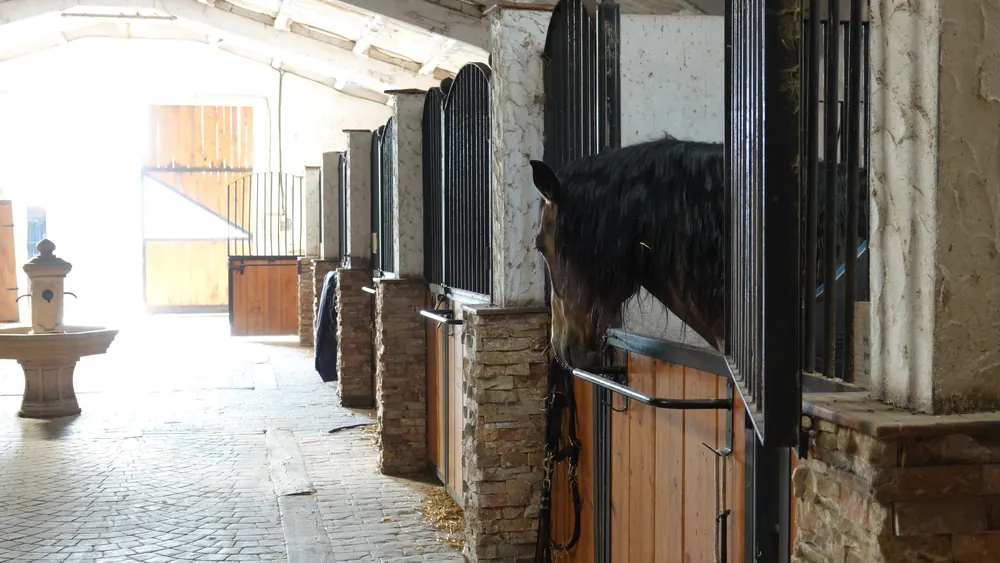 Caballo joven en Finca El Pontarrón